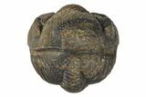 Wide, Bumpy, Enrolled Morocops Trilobite #125154-2